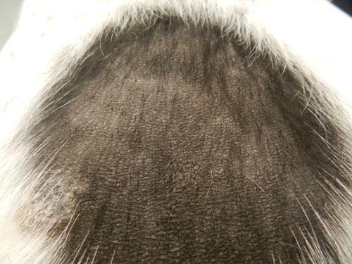 cas-de-dysplasie-follicules-pileux-noirs-chez-chien3