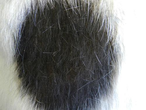 Dermatoses congénitales et héréditaires
