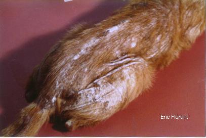 cas-de-folliculite-lymphocytaire-murale-chez-chat-atteint-virus-fiv2