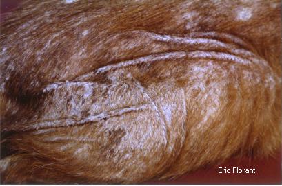 cas-de-folliculite-lymphocytaire-murale-chez-chat-atteint-virus-fiv3