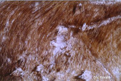 cas-de-folliculite-lymphocytaire-murale-chez-chat-atteint-virus-fiv4