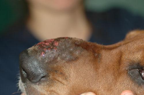 cas-de-furonculose-eosinophilique-chez-basset-hound1