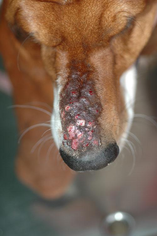 cas-de-furonculose-eosinophilique-chez-basset-hound2