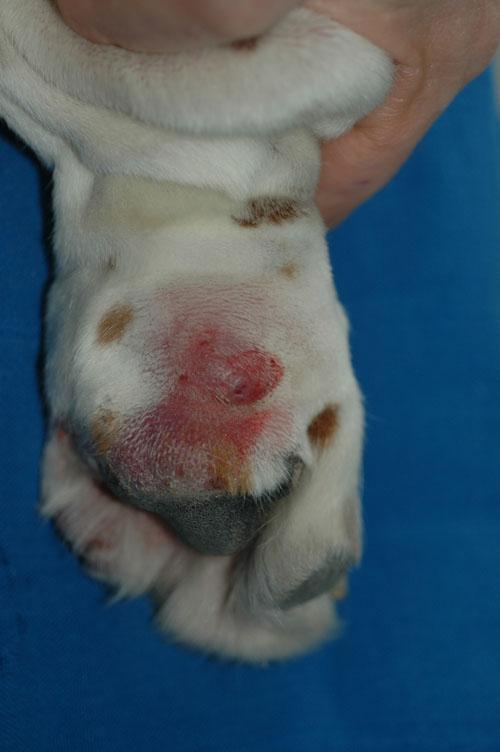 cas-de-furonculose-eosinophilique-chez-basset-hound3
