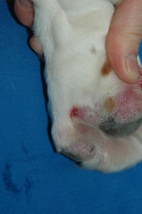 cas-de-furonculose-eosinophilique-chez-basset-hound4