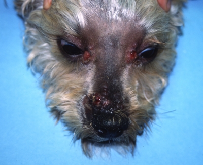 cas-de-furonculose-eosinophilique-chez-croise-terrier2