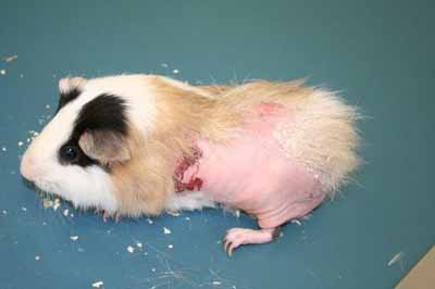 Dermatoses du furet des rongeurs et des lagomorphes