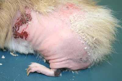 cas-de-gale-a-trixacarus-caviae-associe-a-dermatophytose-chez-cobaye2