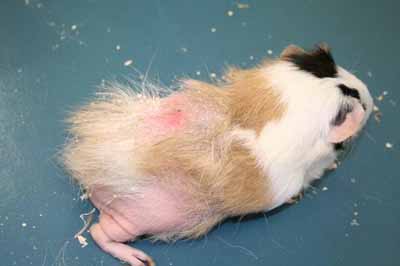 cas-de-gale-a-trixacarus-caviae-associe-a-dermatophytose-chez-cobaye7
