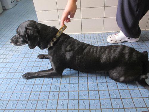 Un cas de gale sarcoptique associé à une vascularite neutrophilique cas-de-gale-sarcoptique-associe-a-vascularite-neutrophilique1