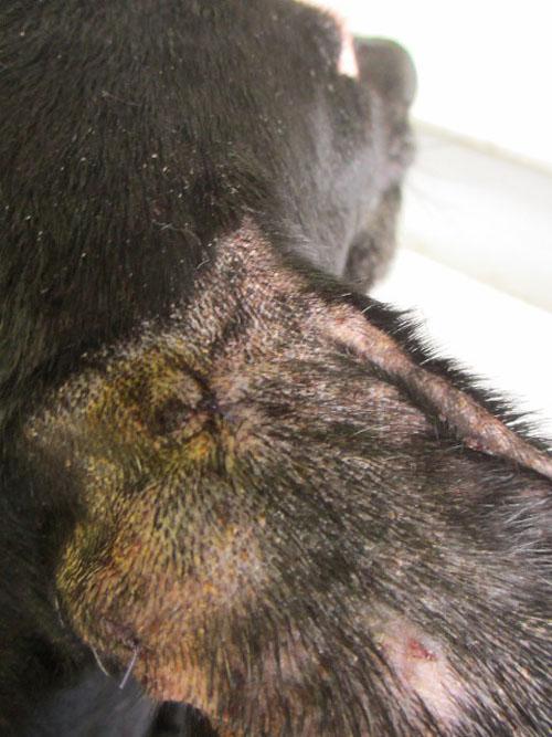 Un cas de gale sarcoptique associé à une vascularite neutrophilique cas-de-gale-sarcoptique-associe-a-vascularite-neutrophilique10