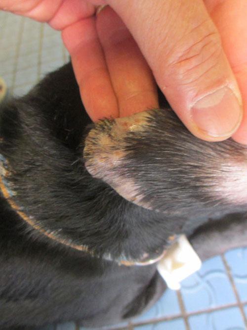 Un cas de gale sarcoptique associé à une vascularite neutrophilique cas-de-gale-sarcoptique-associe-a-vascularite-neutrophilique11