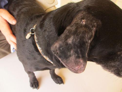 Un cas de gale sarcoptique associé à une vascularite neutrophilique cas-de-gale-sarcoptique-associe-a-vascularite-neutrophilique16