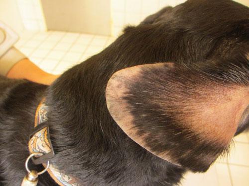 Un cas de gale sarcoptique associé à une vascularite neutrophilique cas-de-gale-sarcoptique-associe-a-vascularite-neutrophilique17