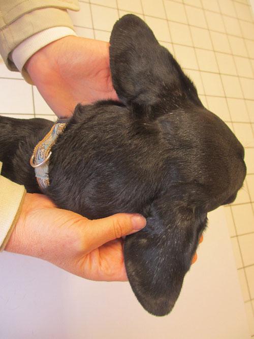 Un cas de gale sarcoptique associé à une vascularite neutrophilique cas-de-gale-sarcoptique-associe-a-vascularite-neutrophilique18