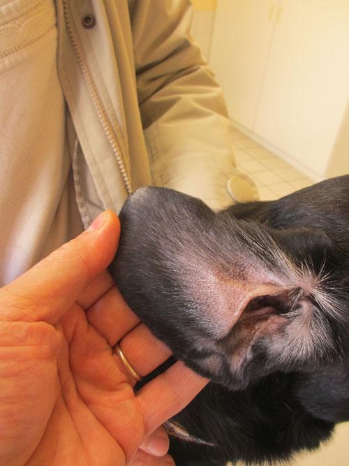 Un cas de gale sarcoptique associé à une vascularite neutrophilique cas-de-gale-sarcoptique-associe-a-vascularite-neutrophilique19