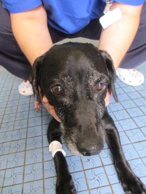 Un cas de gale sarcoptique associé à une vascularite neutrophilique cas-de-gale-sarcoptique-associe-a-vascularite-neutrophilique2