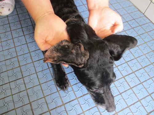 Un cas de gale sarcoptique associé à une vascularite neutrophilique cas-de-gale-sarcoptique-associe-a-vascularite-neutrophilique3