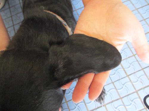 Un cas de gale sarcoptique associé à une vascularite neutrophilique cas-de-gale-sarcoptique-associe-a-vascularite-neutrophilique5