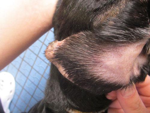 Un cas de gale sarcoptique associé à une vascularite neutrophilique cas-de-gale-sarcoptique-associe-a-vascularite-neutrophilique6