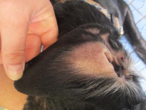 Un cas de gale sarcoptique associé à une vascularite neutrophilique cas-de-gale-sarcoptique-associe-a-vascularite-neutrophilique7