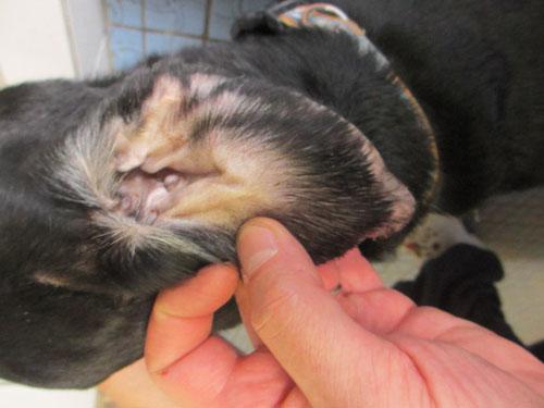 Un cas de gale sarcoptique associé à une vascularite neutrophilique cas-de-gale-sarcoptique-associe-a-vascularite-neutrophilique8