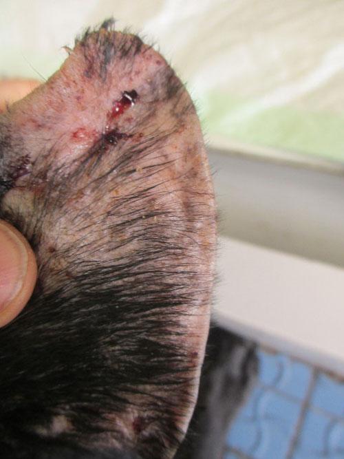 Un cas de gale sarcoptique associé à une vascularite neutrophilique cas-de-gale-sarcoptique-associe-a-vascularite-neutrophilique9