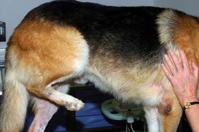 cas-de-gale-sarcoptique-canine5