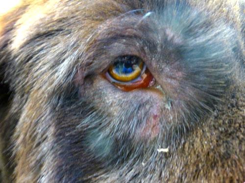 cas-de-gale-sarcoptique-chez-chienne-terre-neuve7