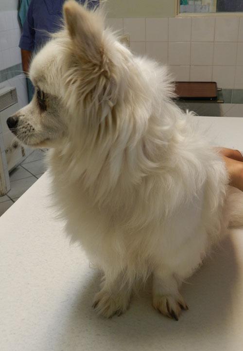 cas-de-leishmaniose-canine1
