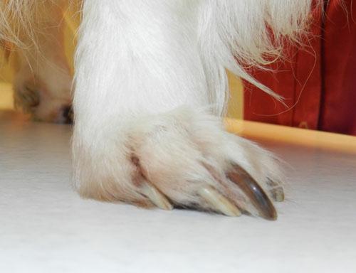 cas-de-leishmaniose-canine2a