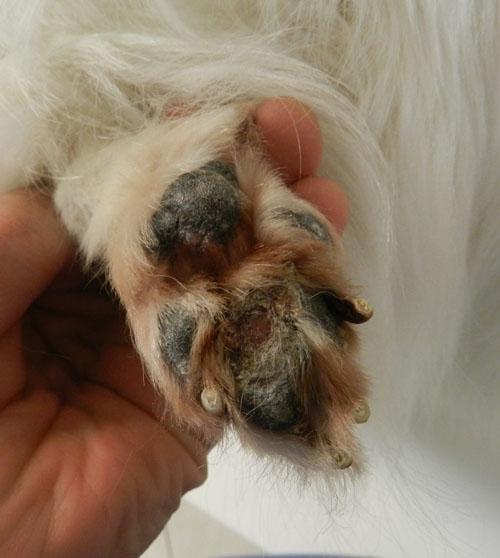 cas-de-leishmaniose-canine4