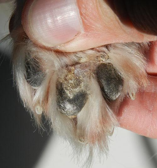 cas-de-leishmaniose-canine5