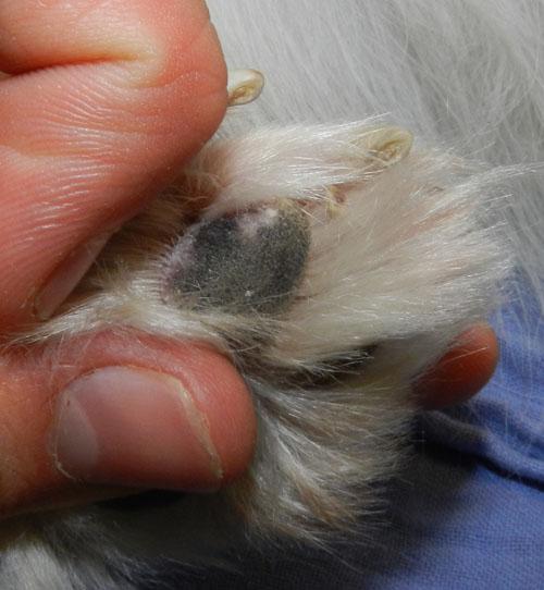cas-de-leishmaniose-canine6b
