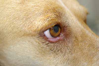 cas-de-lupus-cutane-canin-refractaire-aux-traitements11