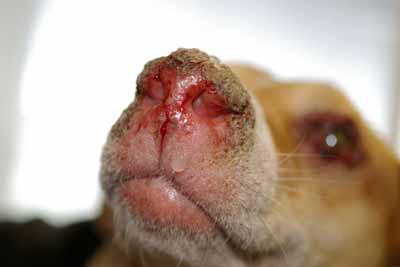 cas-de-lupus-cutane-canin-refractaire-aux-traitements2