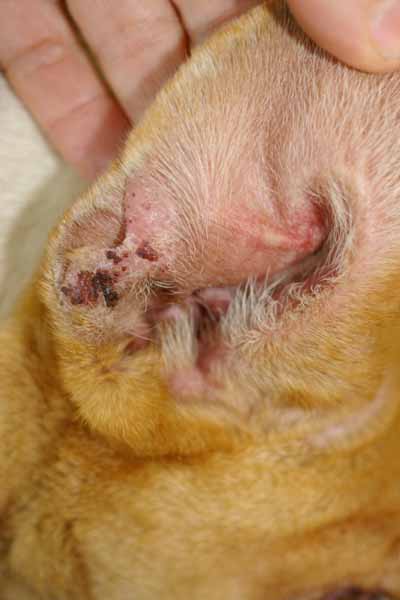 cas-de-lupus-cutane-canin-refractaire-aux-traitements3