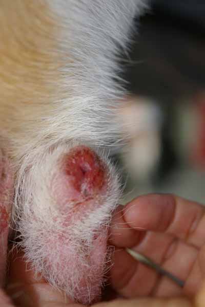 cas-de-lupus-cutane-canin-refractaire-aux-traitements4