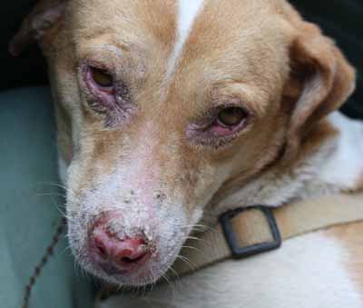 cas-de-lupus-cutane-canin-refractaire-aux-traitements5