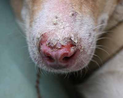 Dermatoses auto-immunes