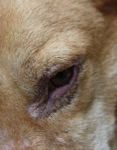 cas-de-lupus-cutane-canin-refractaire-aux-traitements7