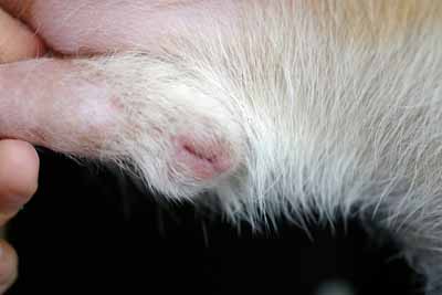 cas-de-lupus-cutane-canin-refractaire-aux-traitements8
