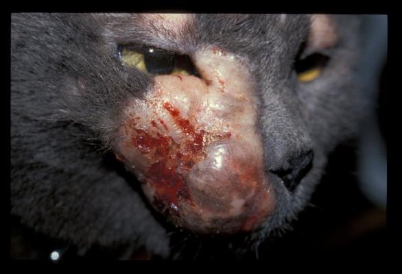 cas-de-mastocytome-cutane-multicentrique-chez-un-chat6