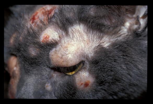 cas-de-mastocytome-cutane-multicentrique-chez-un-chat7
