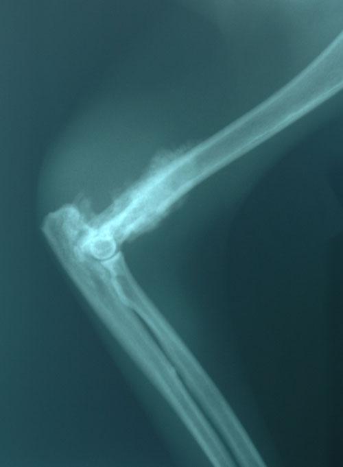 cas-de-metastases-cutanees-dun-adk-pulmonaire-chez-chat7