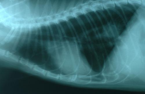 cas-de-metastases-cutanees-dun-adk-pulmonaire-chez-chat8