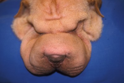 cas-de-mucinose-cutanee-chez-shar-pei1
