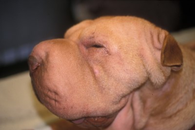 cas-de-mucinose-cutanee-chez-shar-pei2