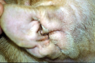 cas-de-mucinose-cutanee-chez-shar-pei5
