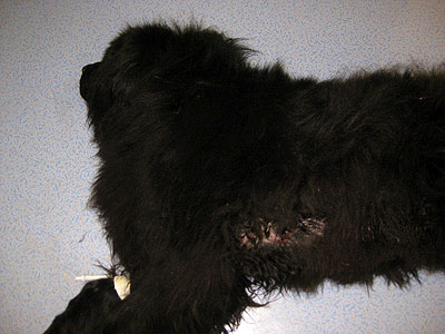 cas-de-mycosis-fongoide-chez-chien1